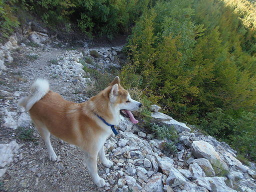 How to Train a Akita 2026 — Complete Guide for Easy-to-Train Breeds