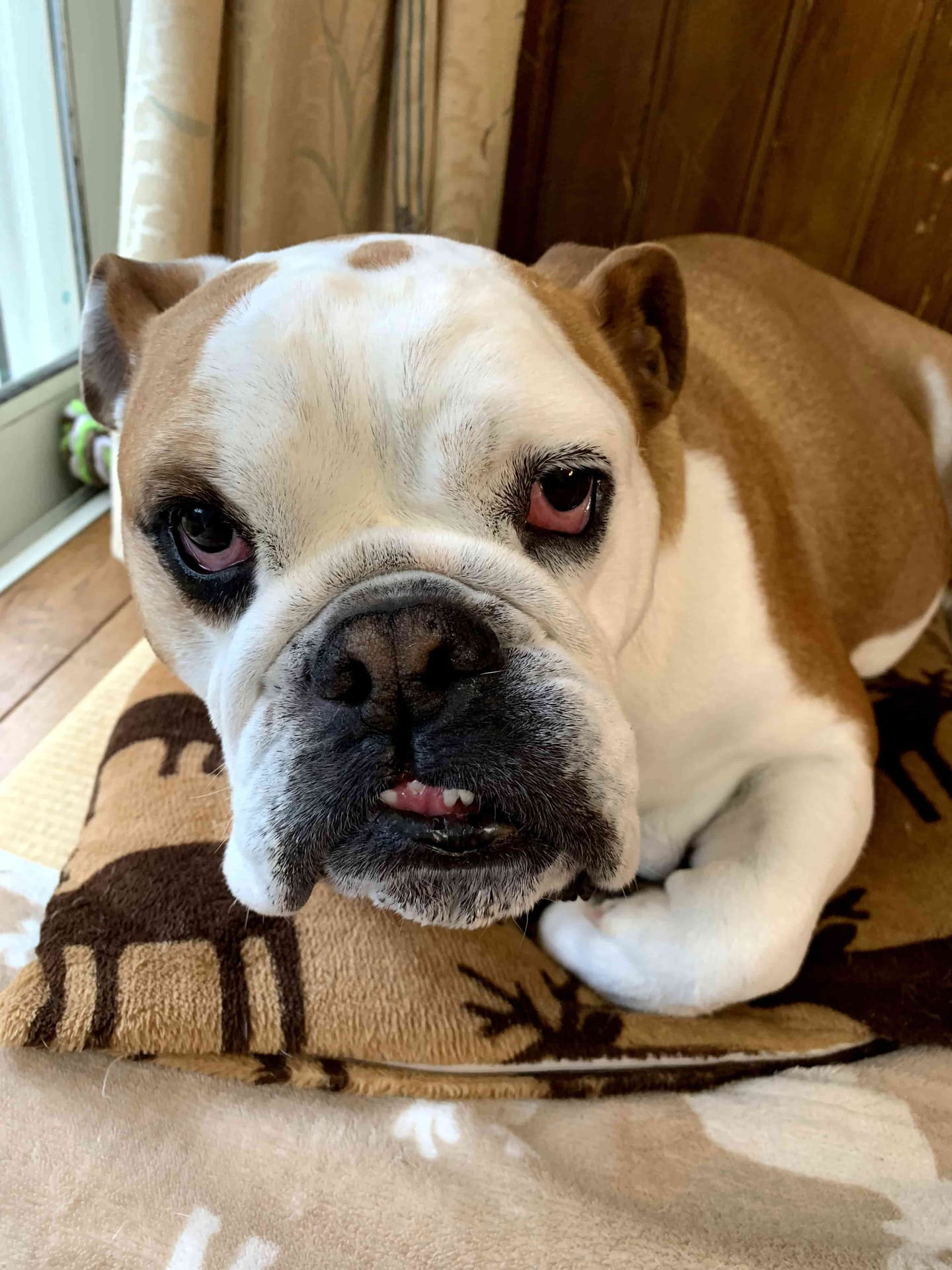 Common American Bulldog Health Problems 2026 — Prevention, Symptoms & Products